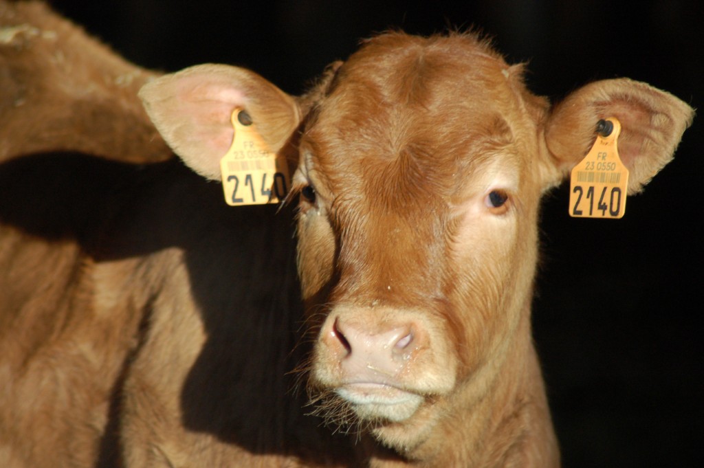 Veau Limousin