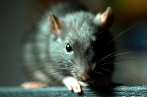 12 aliments toxiques ou dangereux pour la souris de compagnie