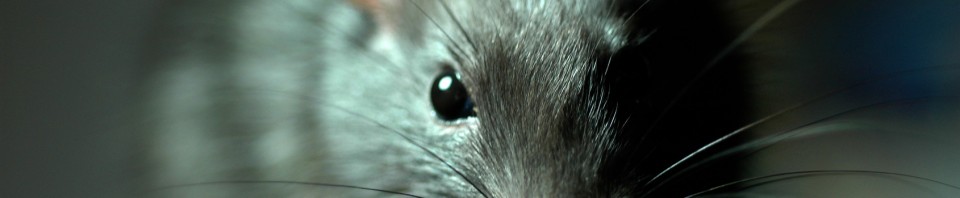 Ratte