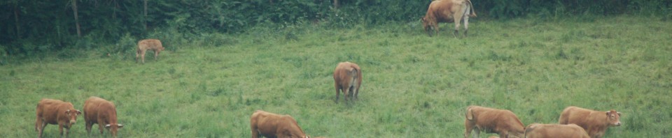 Prairie lisière de bois