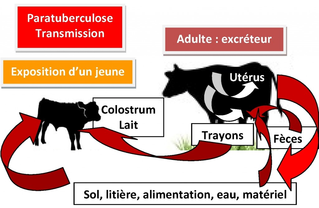 La contagion se fait surtout à partir du milieu contaminé. Les matières fécales représentent la source essentielle de bacilles. Les veaux, principales cibles de l’infection, se contaminent principalement par l’intermédiaire de la mamelle souillée de leur mère. Les veaux peuvent aussi se contaminer à partir du colostrum et du lait directement contaminés de leur mère ou in utero. 20 à 40 % des fœtus de vaches malades sont infectés in utero, 8,6 % de ceux des infectées asymptomatiques.