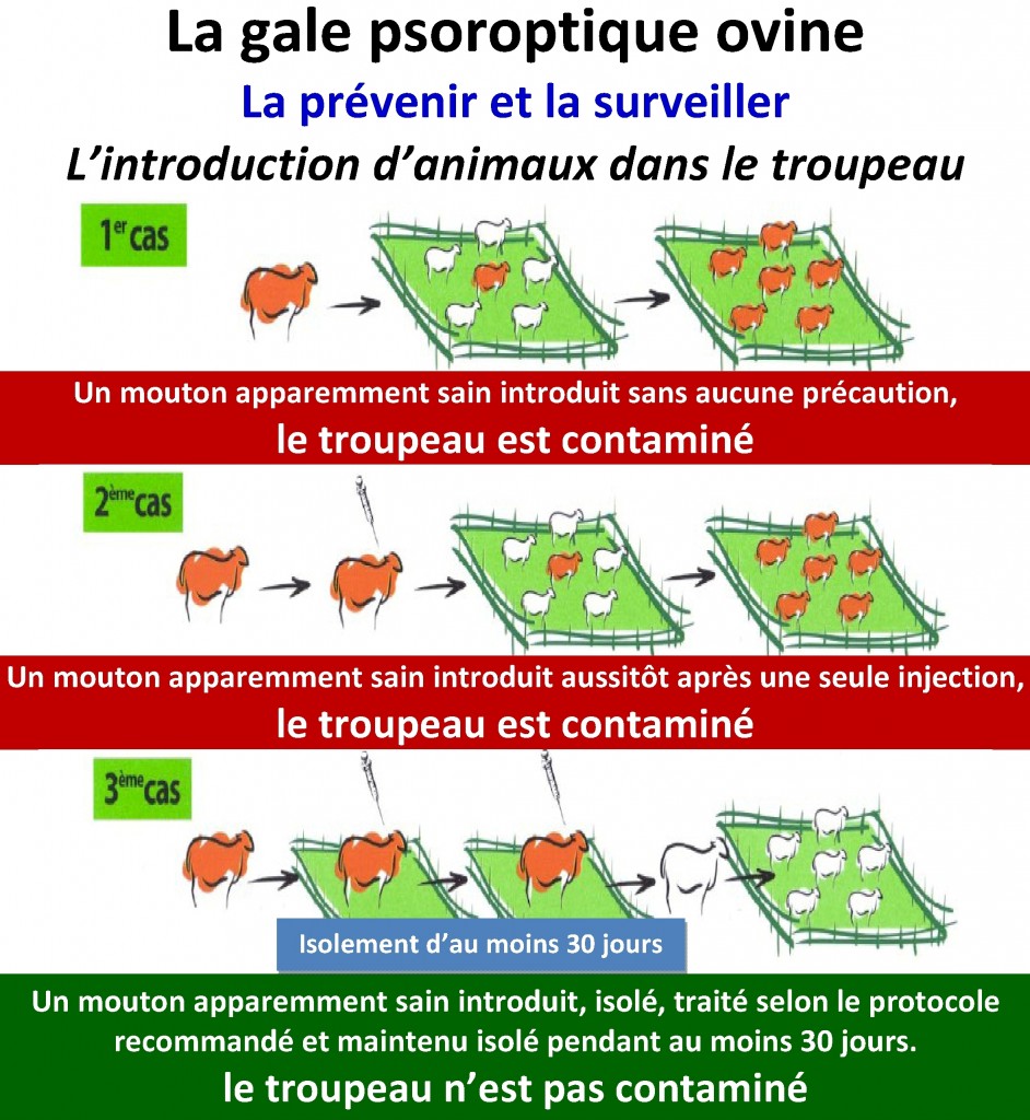 L’arrivée de nouveaux animaux est une cause majeure de contamination de votre troupeau d’où la nécessité d’être vigilant par rapport à toute introduction.