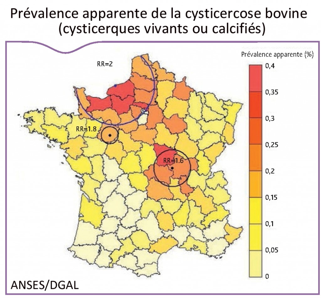 Les informations relatives à 4.564.065 bovins abattus en France en 2010 dans 181 abattoirs ont permis d’estimer la prévalence apparente de la cysticercose quel que soit son stade de développement à 0,142 % et celle de la cysticercose à cysticerques vivants à 0,013 %. En tenant compte de la sensibilité de détection à l’abattoir d’un animal atteint de cysticercose, la prévalence réelle de la cysticercose a pu être estimée à 1,23 % et celle de la cysticercose à cysticerques vivants à 0,113 % (source : ANSES/DGAL). Pour plus d’informations, consultez le bulletin épidémiologique, santé animale et alimentation n°63.