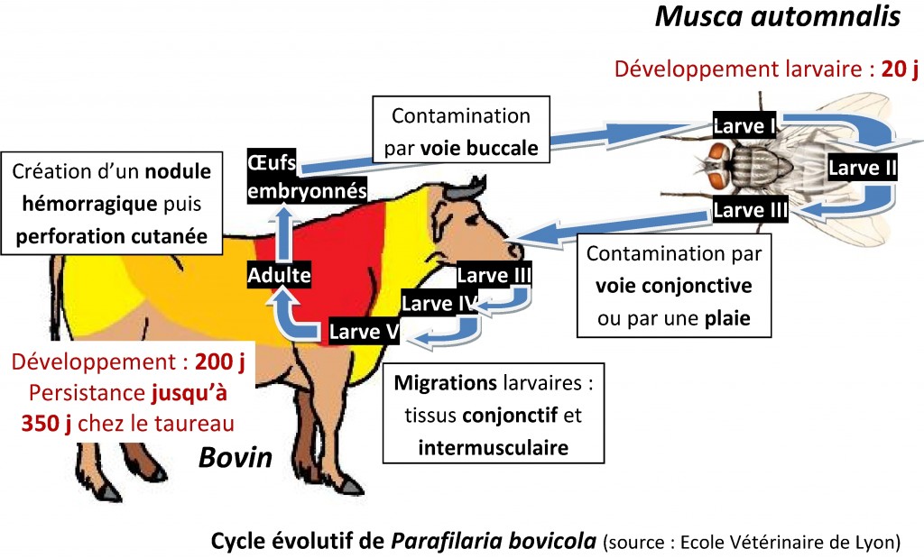 Parafilaria bovicola Cycle