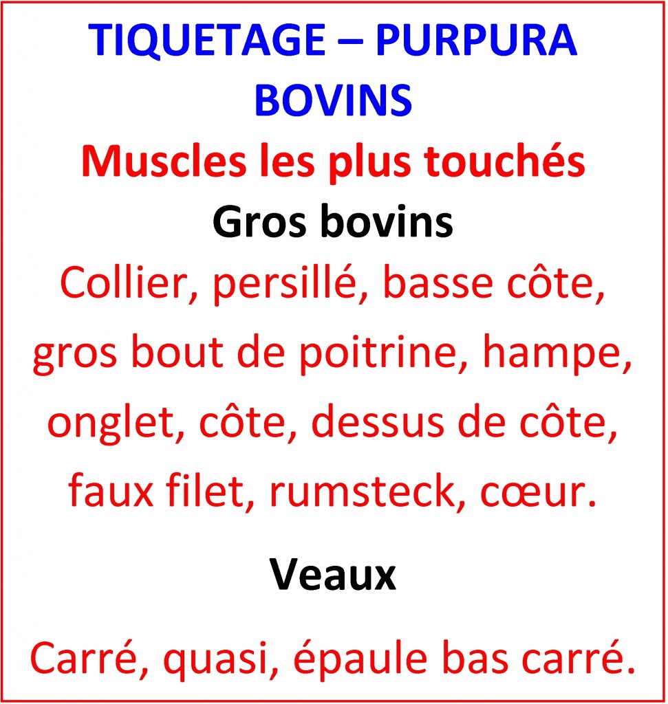 Purpura localisations