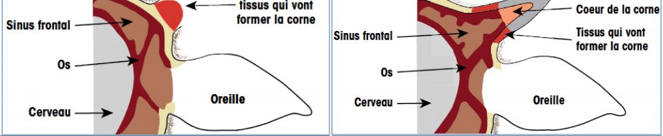 Anatomie et développement de la corne (RMT Bien-être animal)