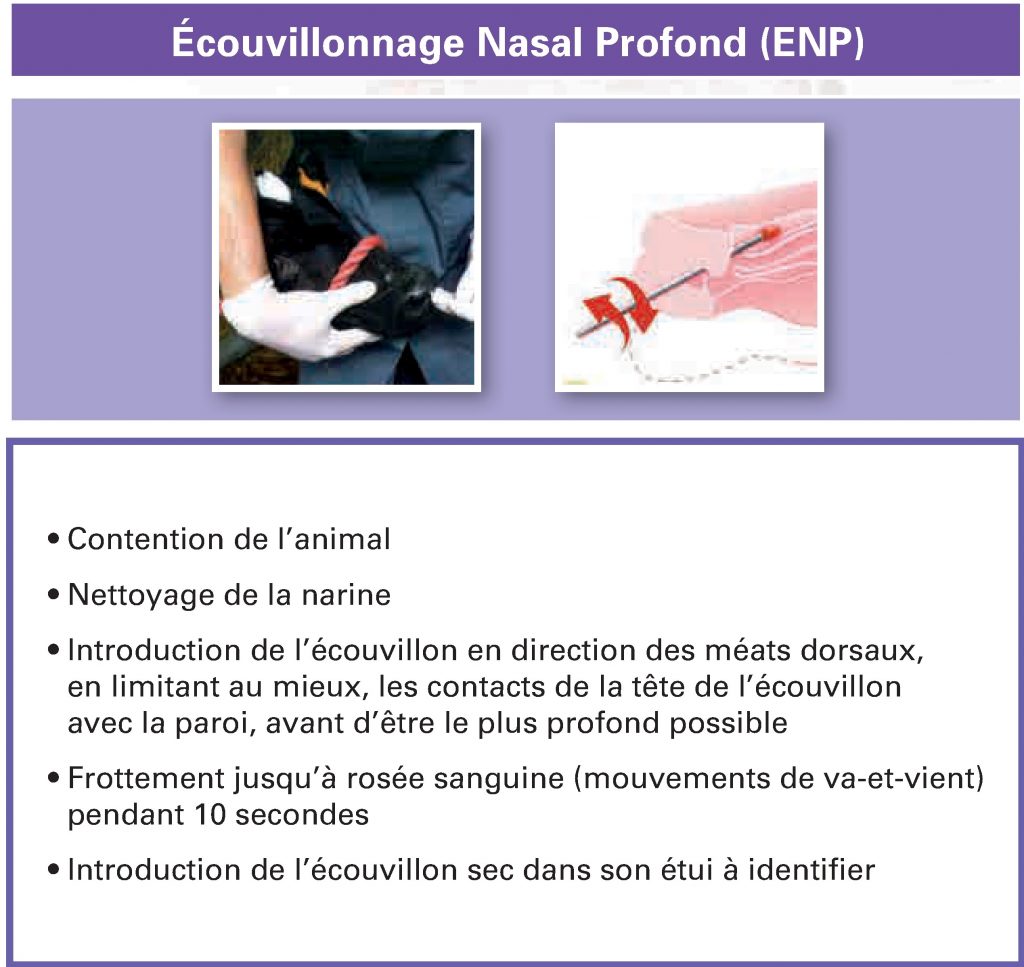 Traitement possible pour le coronavirus Traitement possible pour le coronavirus