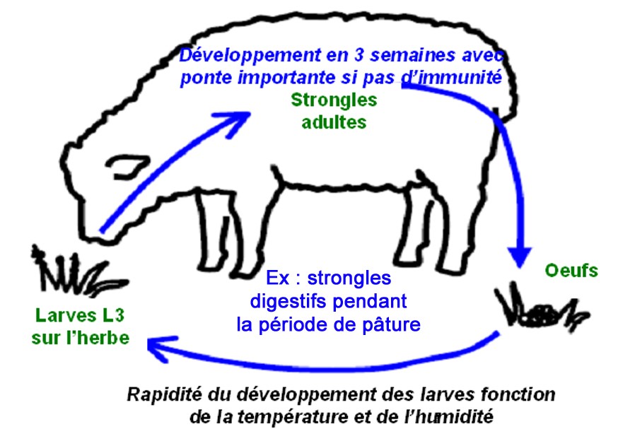 Parasites des petits ruminants: comment atténuer la formation de  résistances aux vermifuges