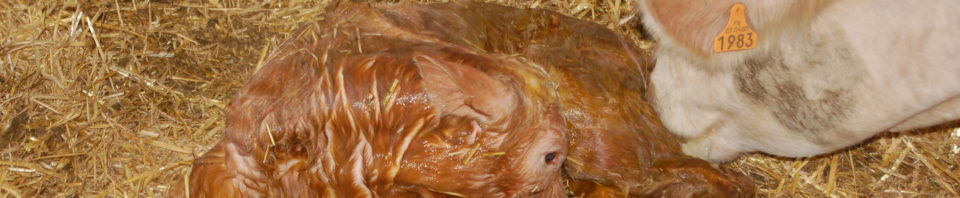 Mère-veau