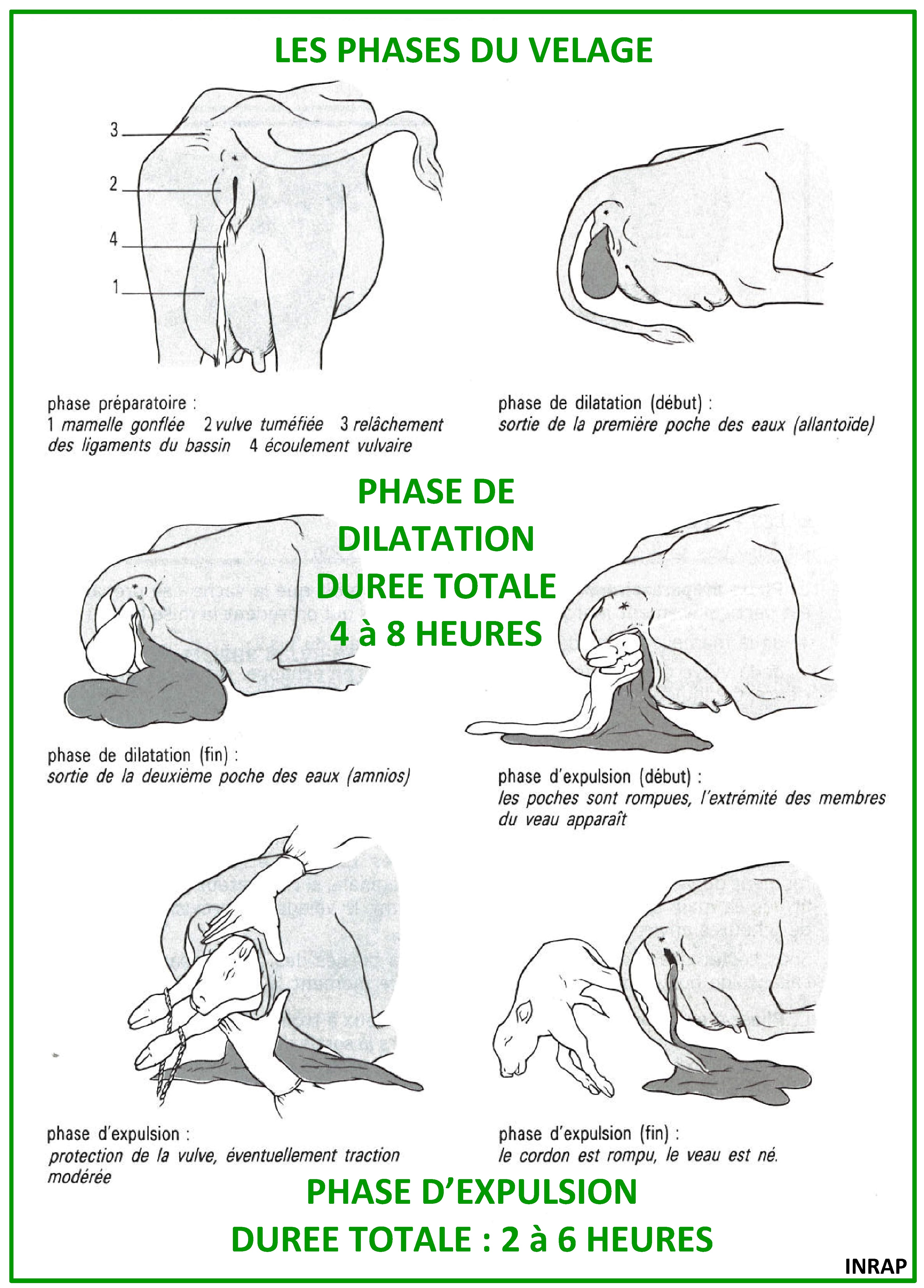 Combien de temps dure la gestation d'une vache ?