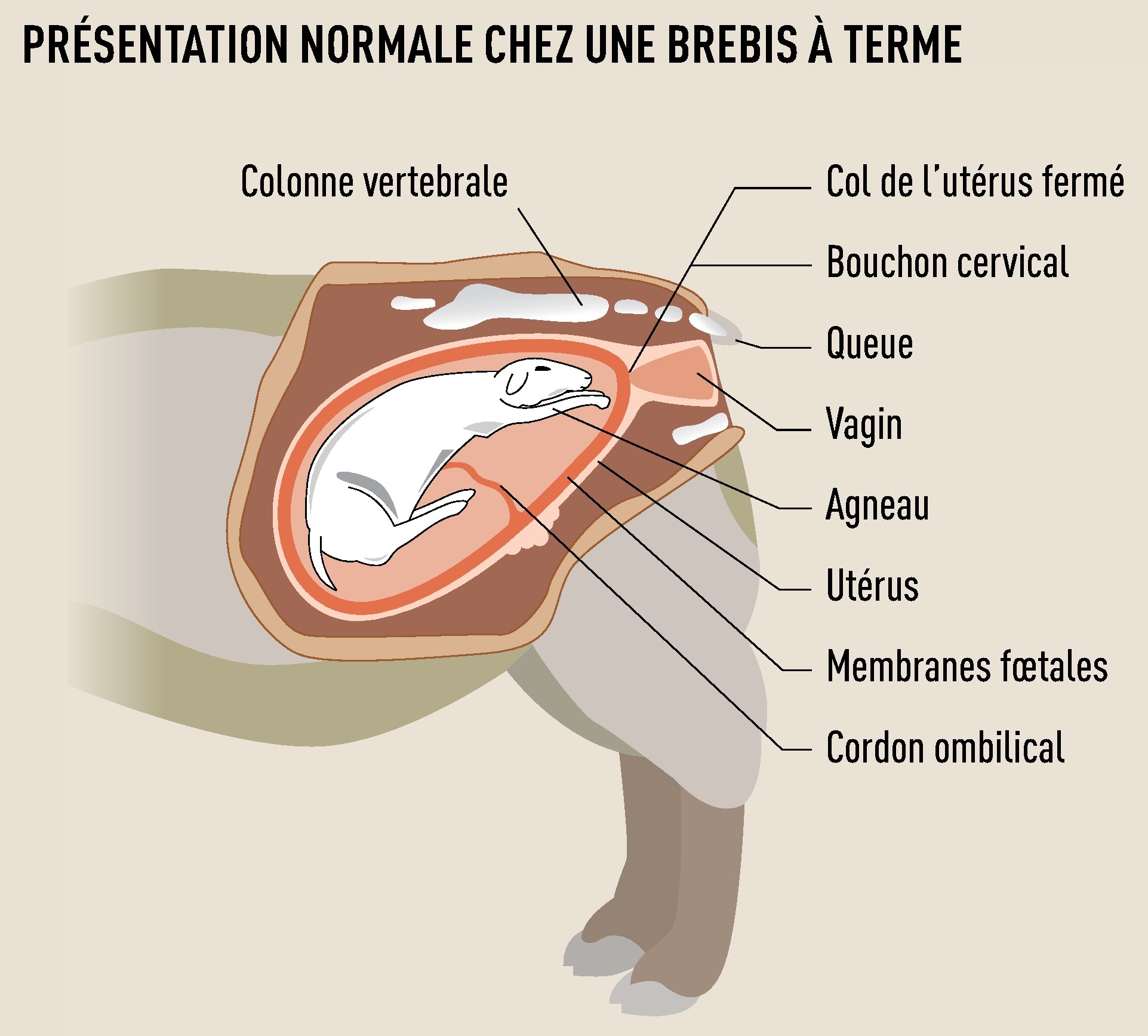 http://www.gdscreuse.fr/wp-content/uploads/2019/01/Agnelage-presentation-normale-innovin.jpg