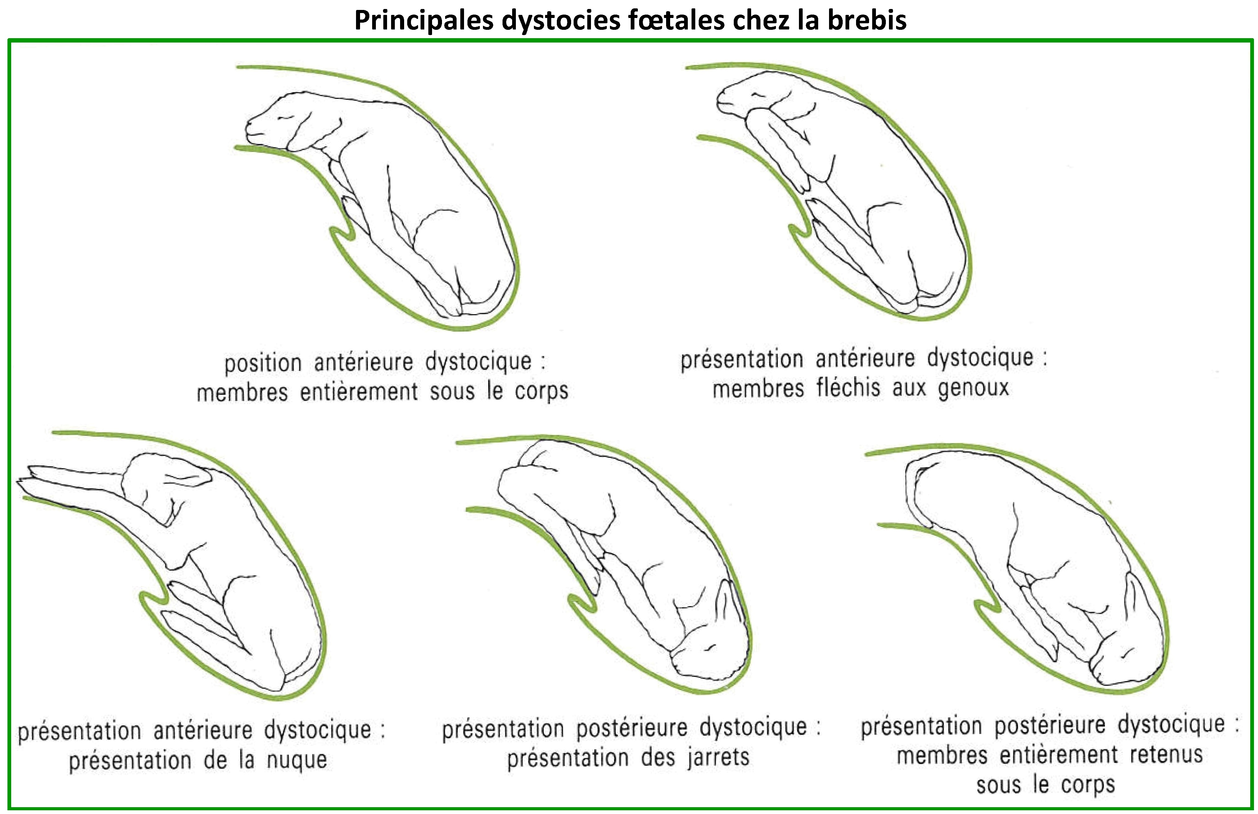 http://www.gdscreuse.fr/wp-content/uploads/2019/01/Agnelage-presentations-anormales-INRAP.jpg