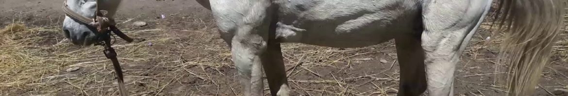 On observe les signes caractéristiques du tétanos : raideur généralisée, port de la queue relevé, oreilles dressées vers l’arrière. Le cheval est une des espèces les plus sensibles à cette maladie.