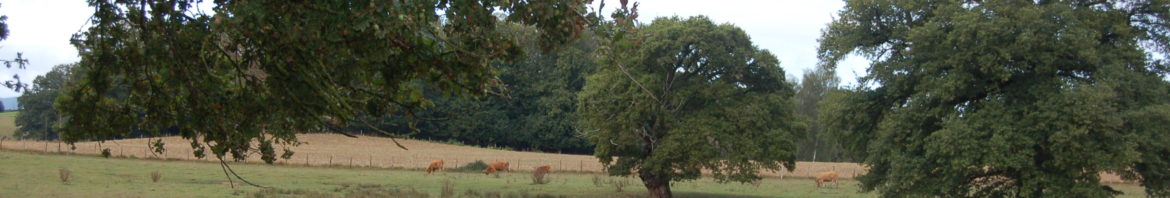 Chênes vaches foin (GDS Creuse)