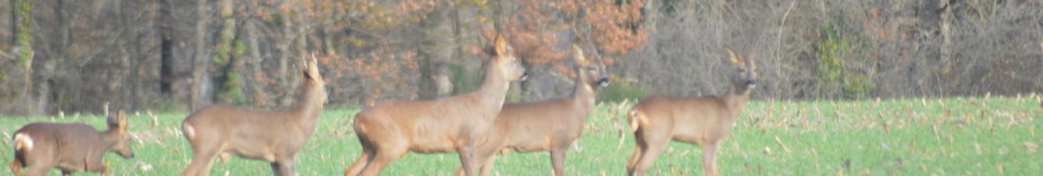 Chevreuils PP