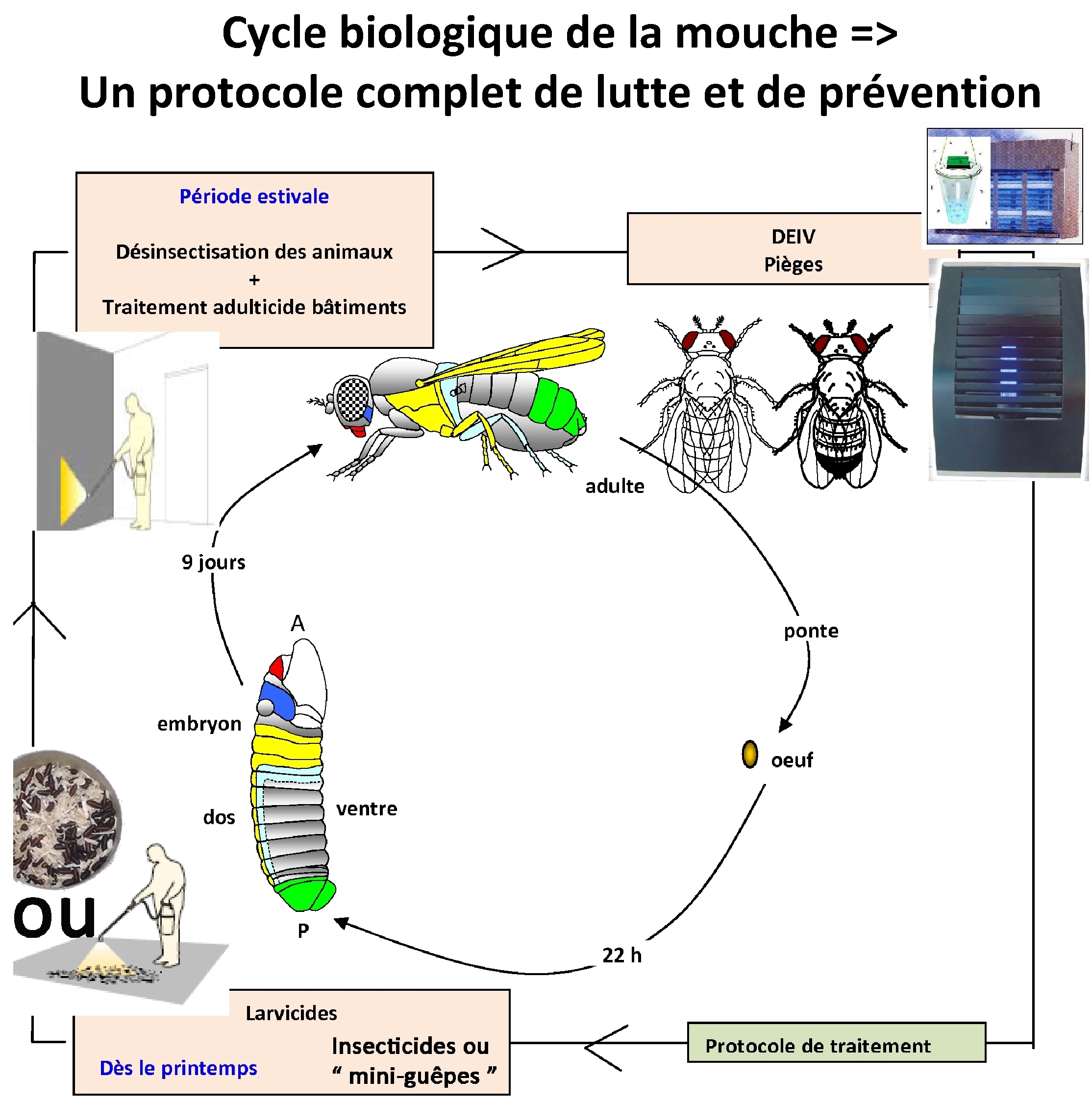 Lutter contre les Moucherons : un Piège Naturel en 2 Minutes ! - Astuces au  feminin en 2023