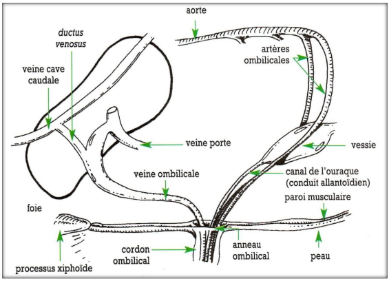 Omphalites du veau – 06 décembre 2023 – GDS Creuse