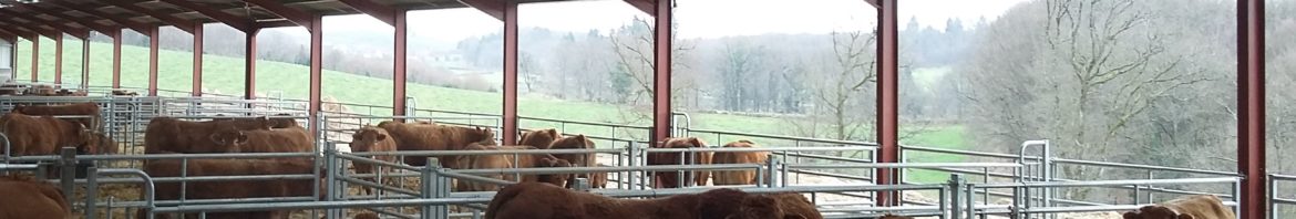 Vache stabulation + taureau