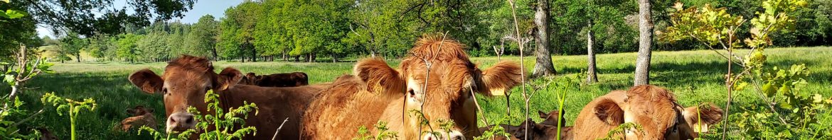 Bovins curieux