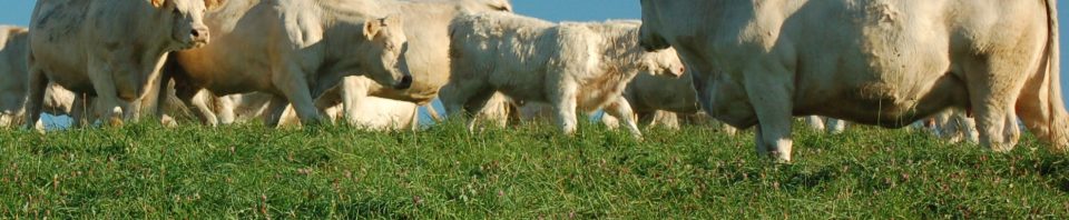 Vaches charolaises mise à l'herbe