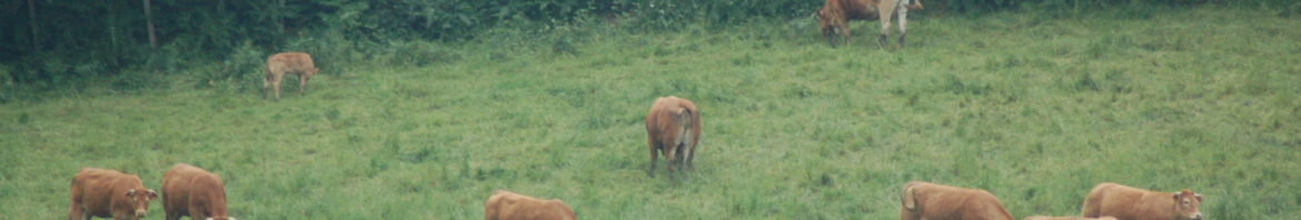 Prairie lisière de bois