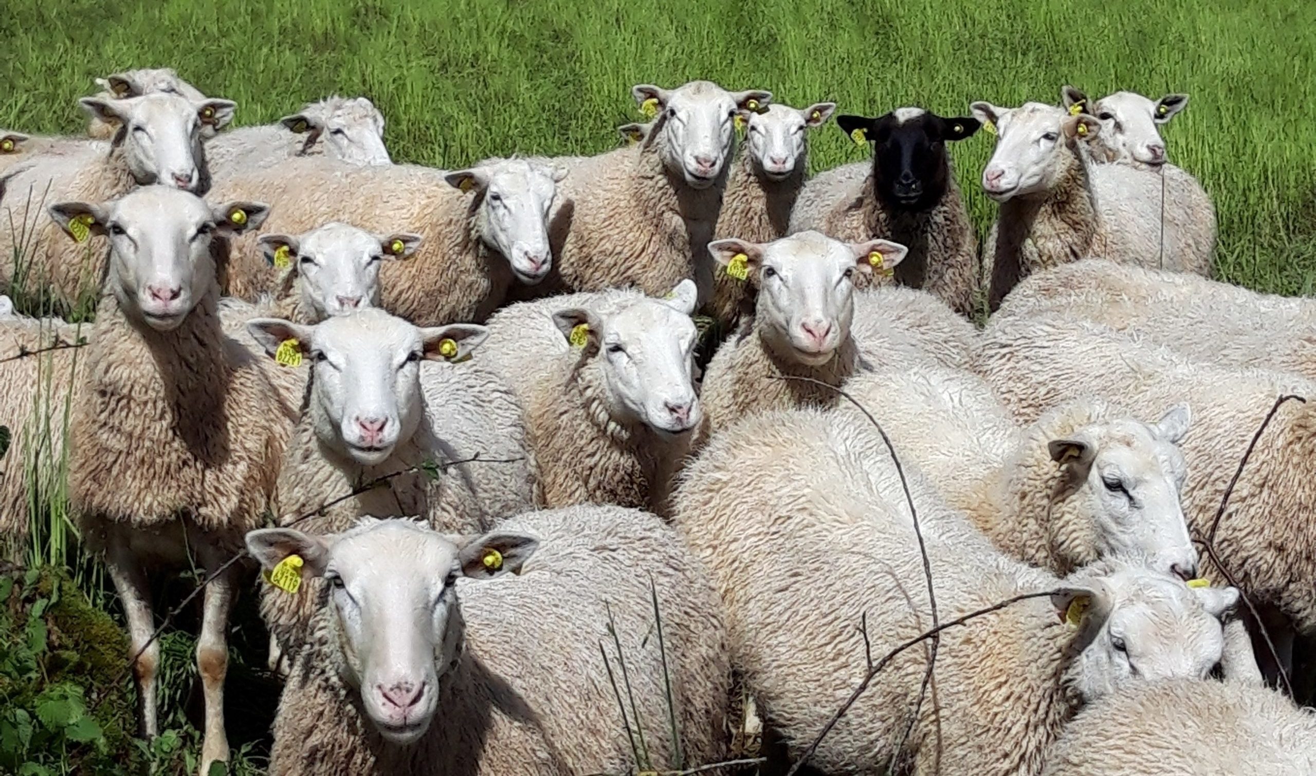 Trouvez le bon matériel pour les soins des moutons et chèvres