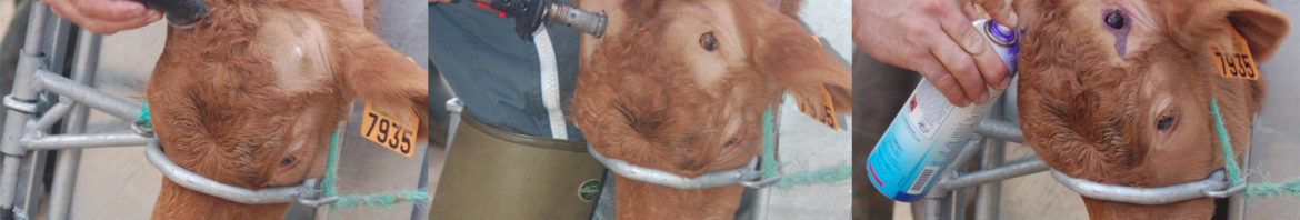 Ecornage veau étapes